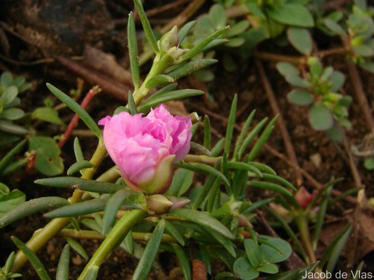 Portulaca grandiflora Hook.